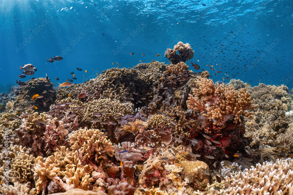 Fototapeta premium Real beautiful coral reef and fish photography in atoll deep sea scuba dive explore travel activity with shallow sun ray underwater background landscape around Sipadan island, Malaysia
