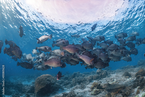 Real group of rare bumphead parrotfish photography swim in atoll deep sea scuba dive explore travel activity with shallow sun ray underwater background landscape around Sipadan island, Malaysia photo