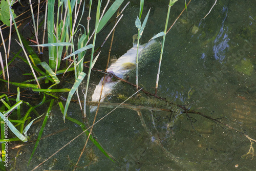 Konstfotografi Toter Fisch - Hecht