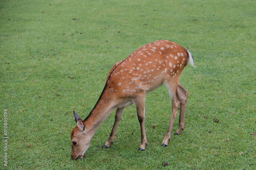 Fototapeta premium Deer