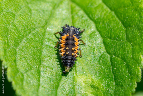 Close-up of a larva of the Asian lady beetle (Harmonia axyridis)