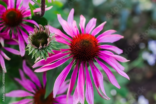 Beautiful watercolor painting of Echinacea flowers with left copy space  highlighting their immune-boosting qualities