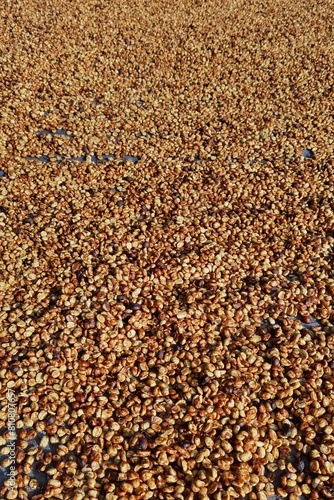 Close up of coffee beans drying in the sun           