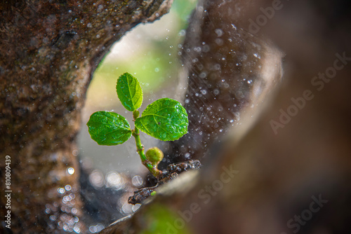 leaf with drops,Beautiful Fig fruit photos Fig fruit Close up photos,The green fruit of Duea ching (Ficus Botryocarpa) in the herb garden , Super of falling water drop photo