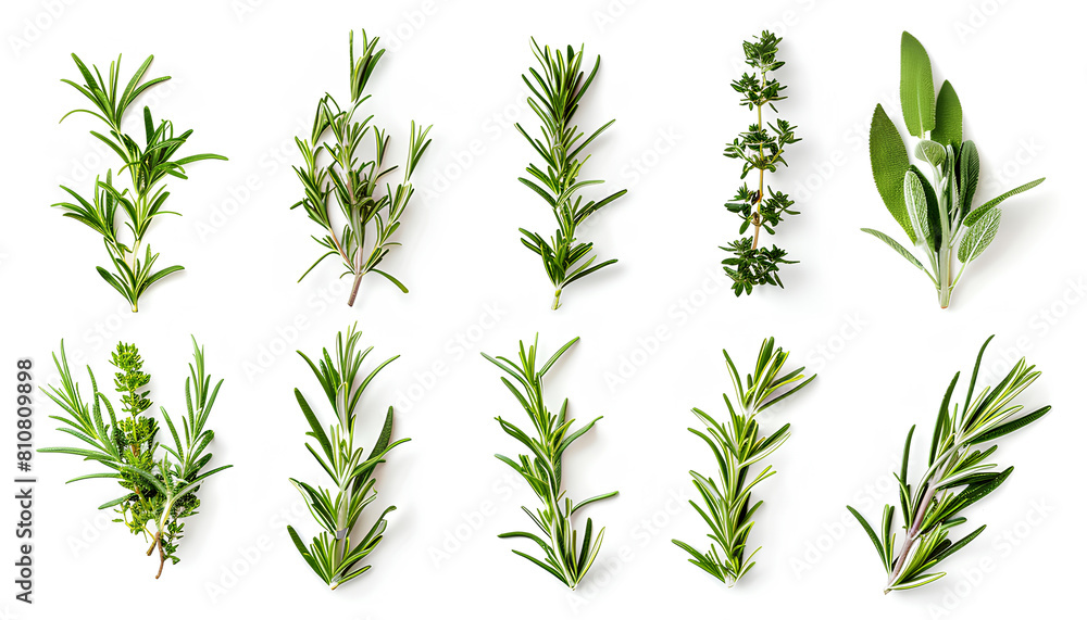 Set with fresh rosemary isolated on white Set with fresh rosemary isolated on white