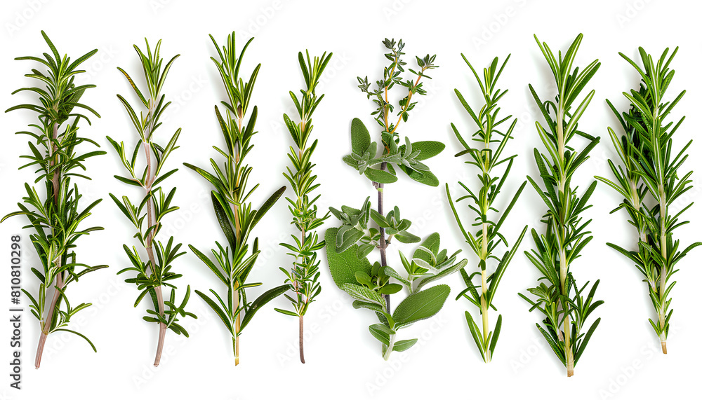 Obraz premium Set with fresh rosemary isolated on white