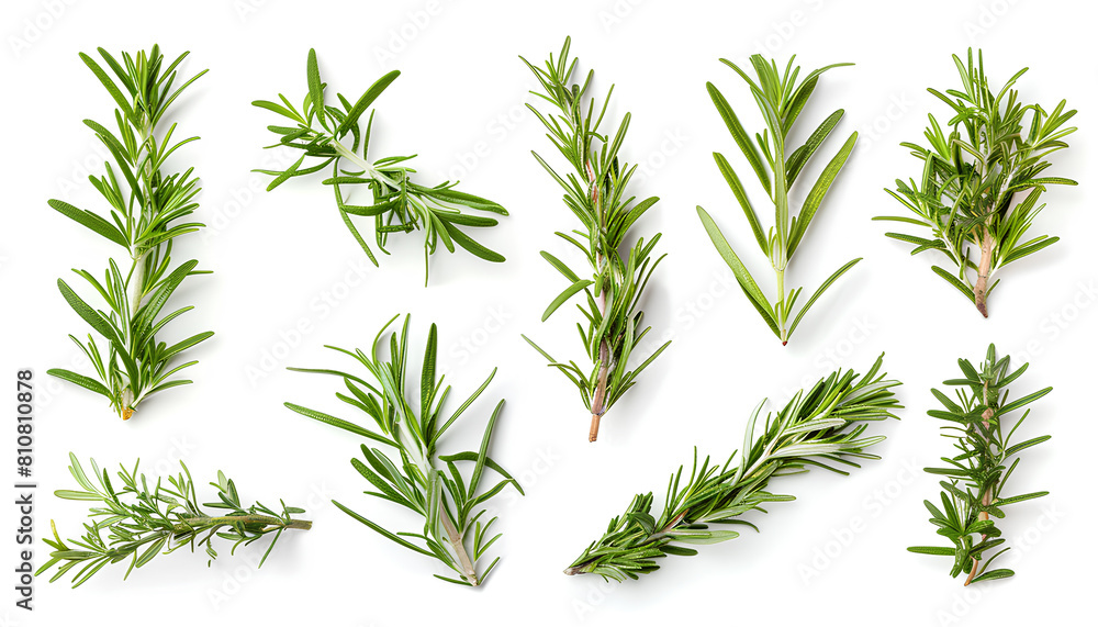 Fototapeta premium Set with fresh rosemary isolated on white