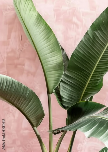 Tropical banana leaves with detailed veins on a textured pastel background for a natural aesthetic