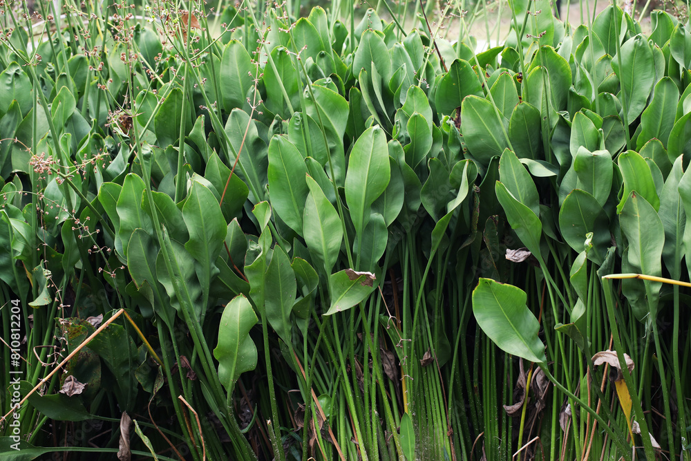Fototapeta premium Water plant grey sedge (Lepironia articulata)