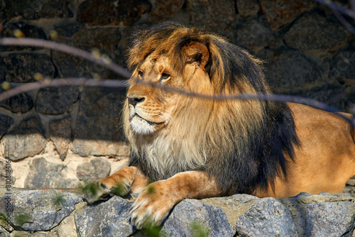 adult lion lying on stones under a tree