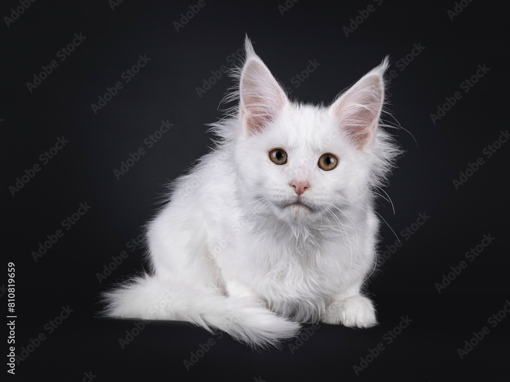 Snow white Maine Coon cat kitten, laying down facing front. Looking straight to camera with sweet expression. Isolated on a black background. Snow white Maine Coon cat kitten, laying down facing front. Looking straight to camera with sweet expression. Isolated on a black background.