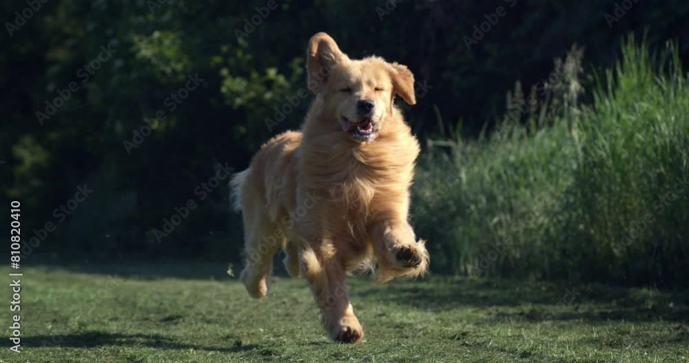 Slow motion of playful puppy of Golden Retriever dog is running in green meadow park surrounded by nature in sunny day. Dog breeding, domestic pets and love for animals Slow motion of playful puppy of Golden Retriever dog is running in green meadow park surrounded by nature in sunny day. Dog breeding, domestic pets and love for animals
