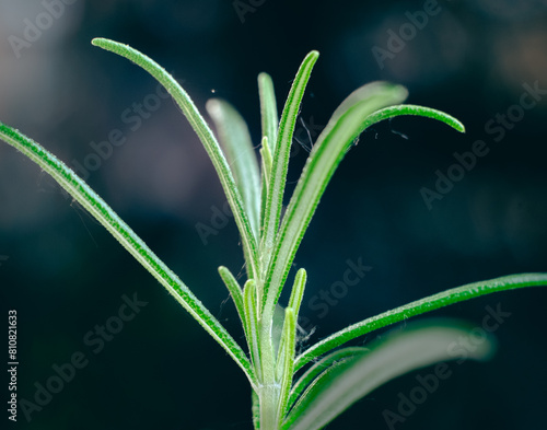 Spring flowers and plants. Macro Photography