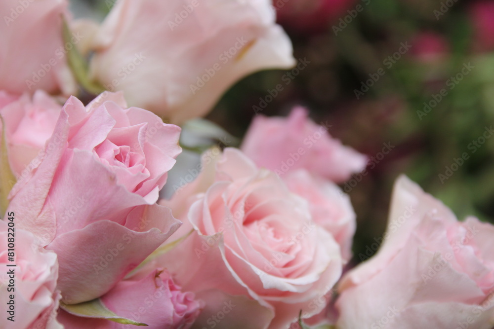 Pink Rose Close up Outdoors at Wedding Pink Rose Close up Outdoors at Wedding