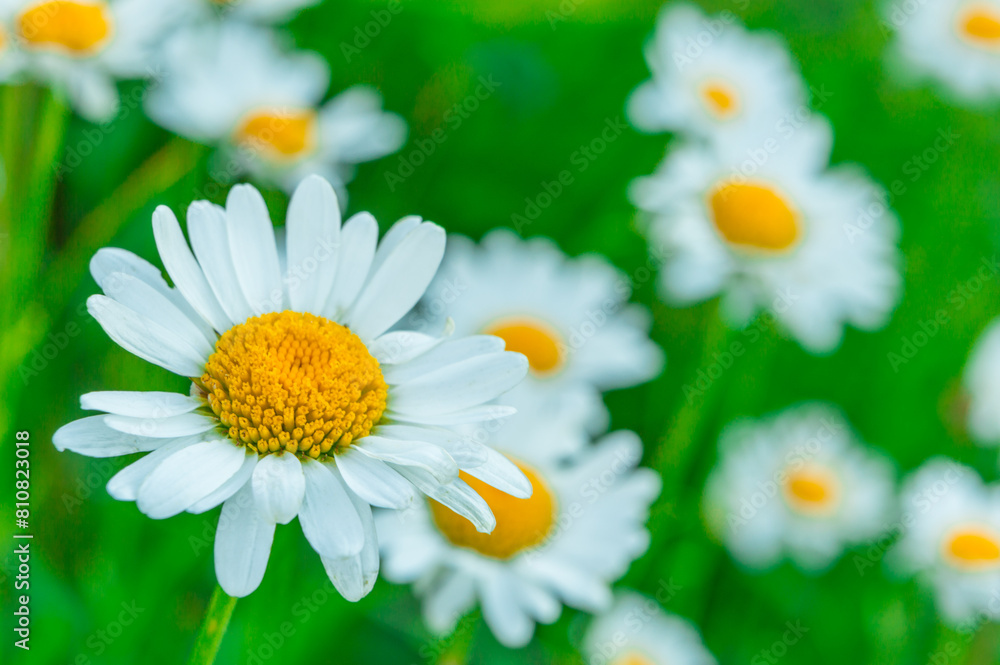 Fototapeta premium Background of newly flowered daisies, photographed in spring. 