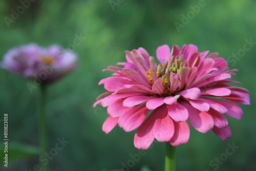 Close up of Zinnia Flower in Full Bloom