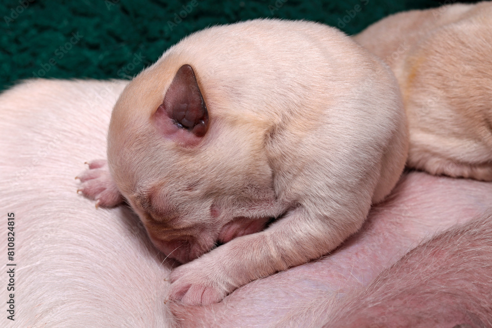 Little one. A 4-day-old Labrador puppy is nursing from its mother. Little one. A 4-day-old Labrador puppy is nursing from its mother.