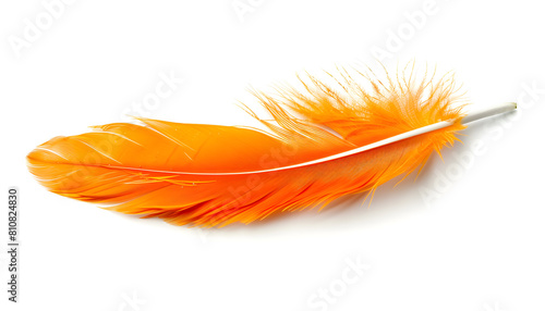 Beautiful orange bird feather isolated on white