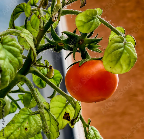 Cherry tomatoes on the balcony