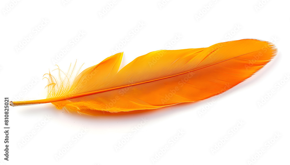 Beautiful orange bird feather isolated on white Beautiful orange bird feather isolated on white