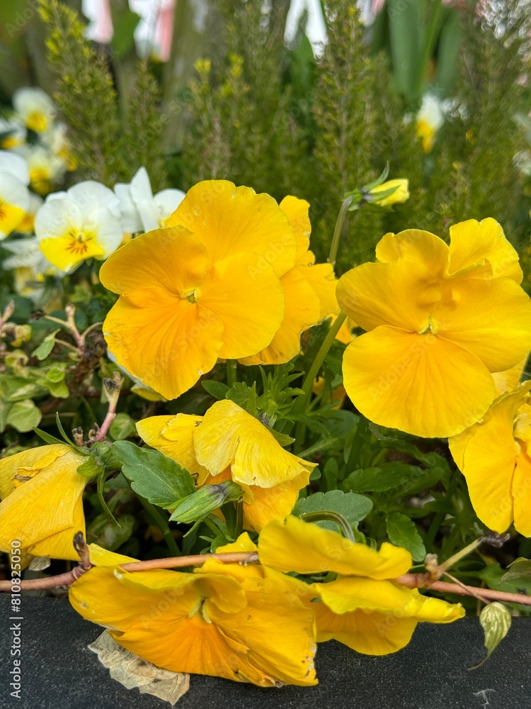 yellow flowers yellow flowers