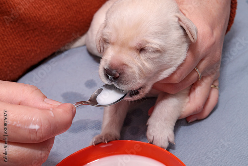 The little light blonde Labrador puppy is licking milk from a teaspoon.