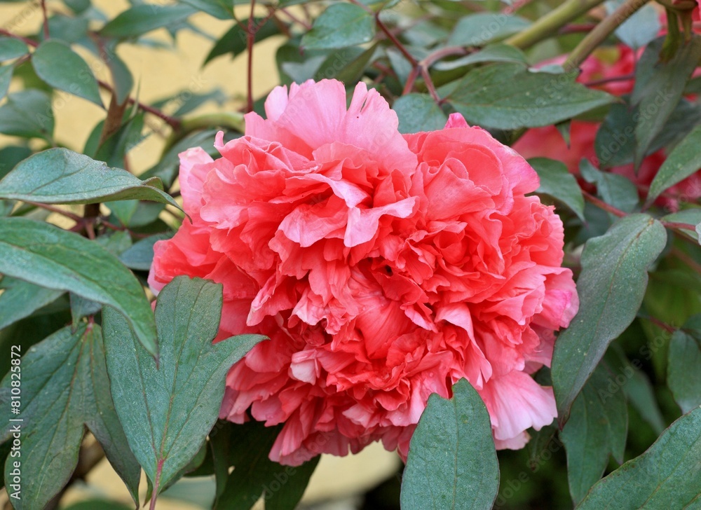 Beautiful red tree peony, lat. Paeonia suffruticosa against yellow wall. Also known as Mountain tree or Chinese tree peony. Beautiful red tree peony, lat. Paeonia suffruticosa against yellow wall. Also known as Mountain tree or Chinese tree peony.