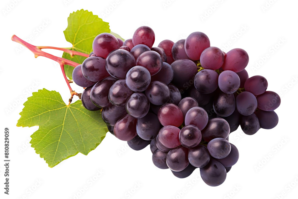 Fototapeta premium A bunch of grapes are on a leaf. The grapes are purple and are clustered together. The leaf is green and has a few veins