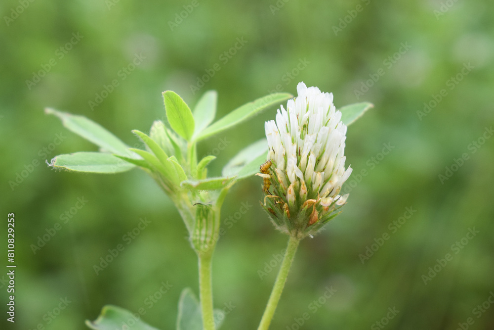 White creeping (Trifolium repens) clover grows in nature in summer, trifolium alexandrinum plant, Berseem clover Field for grazing. trifolium alexandrinum field or Daisy field in the farm شونتل White creeping (Trifolium repens) clover grows in nature in summer, trifolium alexandrinum plant, Berseem clover Field for grazing. trifolium alexandrinum field or Daisy field in the farm شونتل