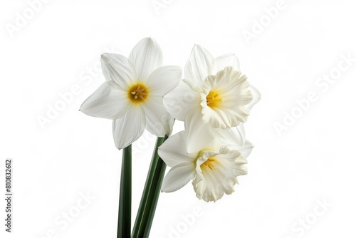 Three white daffodils in a vase on a table. Suitable for home decor advertising