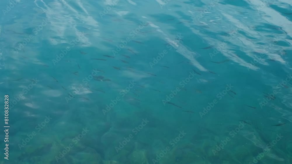 Group of small fishes swimming near the surface in turquoise water in the Mediterranean Sea. Beautiful, calm and meditative nature. Slow motion of sea or ocean wildlife. Group of small fishes swimming near the surface in turquoise water in the Mediterranean Sea. Beautiful, calm and meditative nature. Slow motion of sea or ocean wildlife.