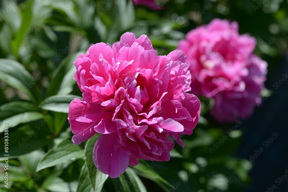 華燭の典 シャクヤク 華燭の典 シャクヤク
