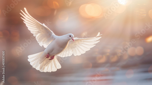 Ethereal White Dove in Flight Illuminated by Radiant Sunset Bokeh