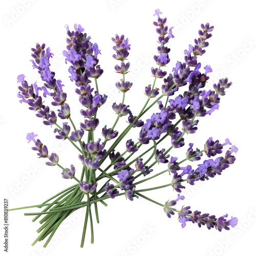 A photo of Lavender  Isolated on white background