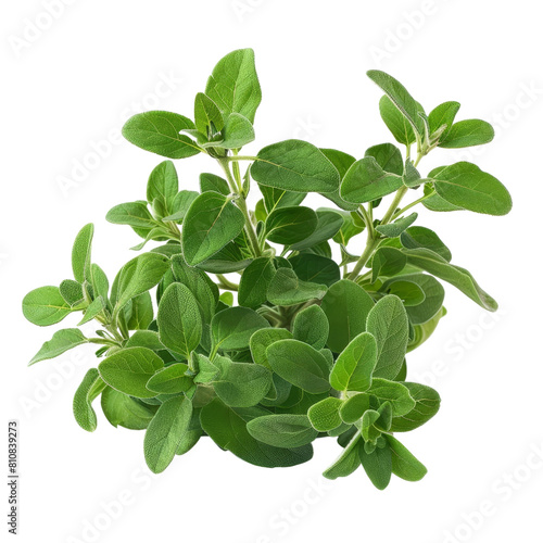 A photo of Marjoram  Isolated on white background