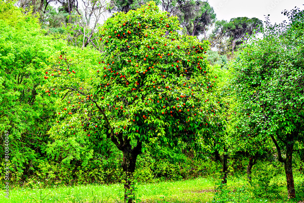 Tree with ripe oranges in the Oromana park in the city of Alcala de Guadaira, Seville Tree with ripe oranges in the Oromana park in the city of Alcala de Guadaira, Seville