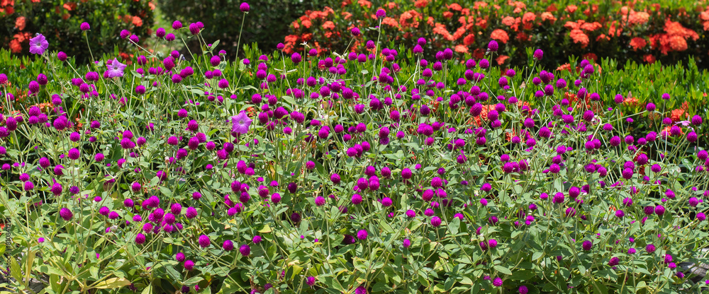 flower garden with beautiful natural colors of many species