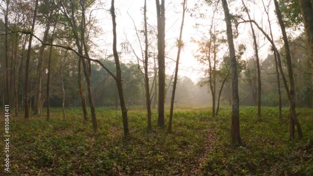 Jungle scenes during safari at Buxa Tiger Reserve, India. Jungle scenes during safari at Buxa Tiger Reserve, India.
