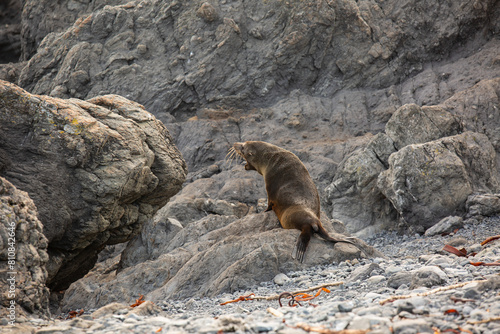 grey seals on rocky coastline  Wellington  New Zealand