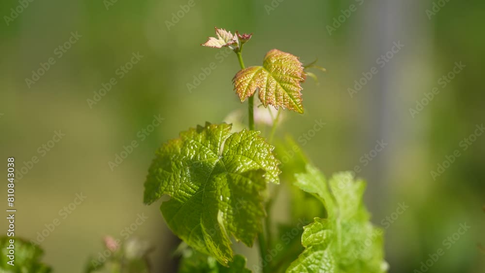 Young grapevine leafs seen close up growing at a vineyard in Vignonet France, Close up shot Young grapevine leafs seen close up growing at a vineyard in Vignonet France, Close up shot