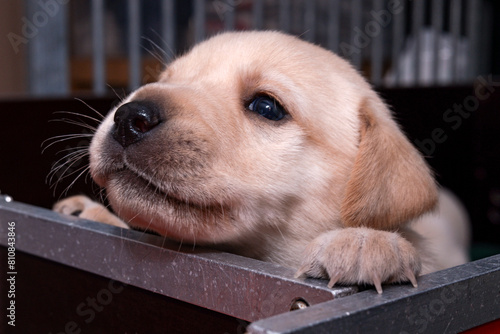 The blonde Labrador puppy is peeking over the edge of the whelping box.