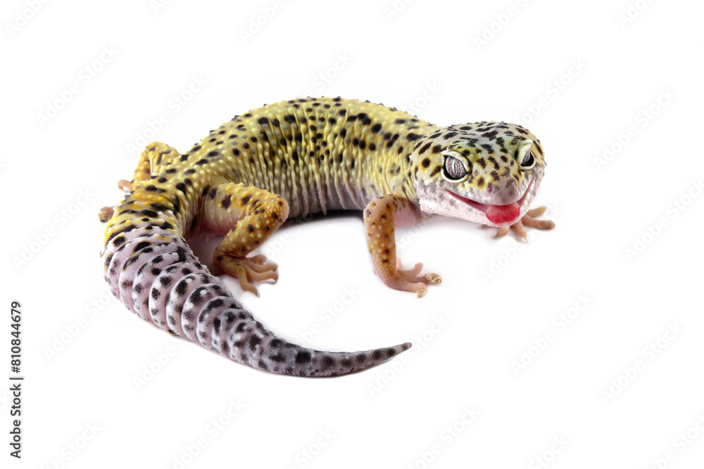 Fat-tailed geckos isolated on white background, leopard gecko lizard, eublepharis macularius Fat-tailed geckos isolated on white background, leopard gecko lizard, eublepharis macularius