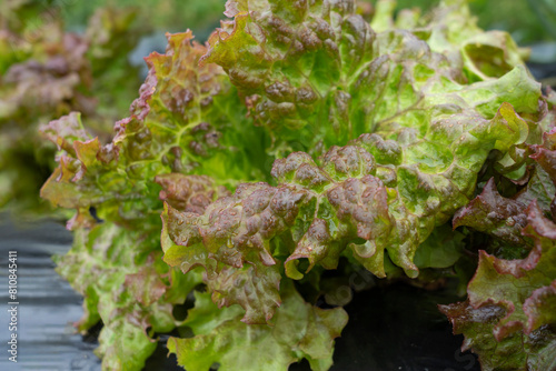 close up of red leaf lettuce. vegetables in the field. サニーレタスのクローズアップ。畑の野菜
