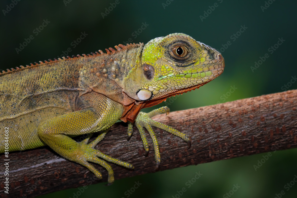 Red iguana on a branch Red iguana on a branch