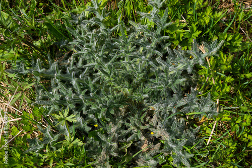 top view of Cirsium vulgare  the spear thistle