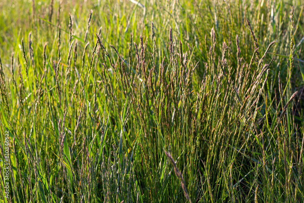 Meadow grass meadow with the tops of stele panicles. Poa pratensis green meadow european grass Meadow grass meadow with the tops of stele panicles. Poa pratensis green meadow european grass