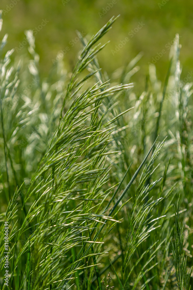Spring field with Bromus Secalinus on a windy day Spring field with Bromus Secalinus on a windy day