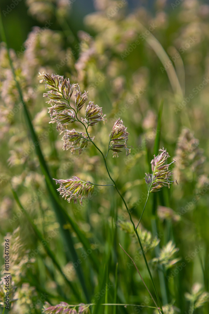 Plant Dactylis against green grass.In the meadow blooms valuable fodder grass Dactylis glomerata.Dactylis glomerata, also known as cock's foot, orchard grass, or cat grass Plant Dactylis against green grass.In the meadow blooms valuable fodder grass Dactylis glomerata.Dactylis glomerata, also known as cock's foot, orchard grass, or cat grass