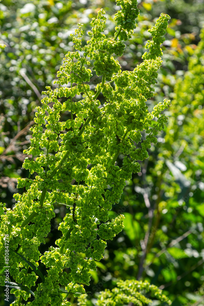 Part of a sorrel bush Rumex confertus growing in the wild with dry seeds on the stem Part of a sorrel bush Rumex confertus growing in the wild with dry seeds on the stem