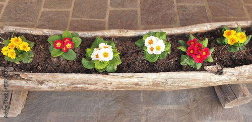 Colorful primula flowers in a long wooden pot made from a tree trunk. Panorama. photo